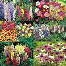 A guide to the plants used in making a cottage garden. Cottage Garden Plants Collection Garden Offers