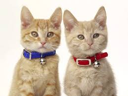 Kedi Tasmasi Zararli Midir Kedilere Tasma Takilmali Mi Kedi Yavru Kediler Sevimli Kediler