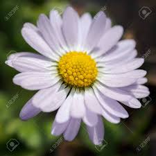 Odkryj winter flower daisy stockowych obrazów w hd i miliony innych beztantiemowych zdjęć stockowych, ilustracji i wektorów w kolekcji shutterstock. White Flower Daisy Or Bellis Perennis On A Winter Sunny Day Stock Photo Picture And Royalty Free Image Image 139533939