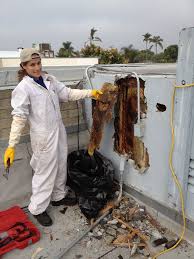 Po box 211241 chula vista, california. Adios Pest Control Pacific Beach Bee Removal From Roof W Flickr