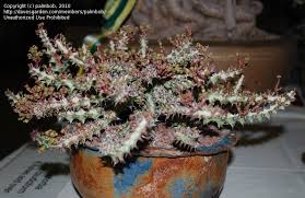 Image result for Euphorbia fanshawei