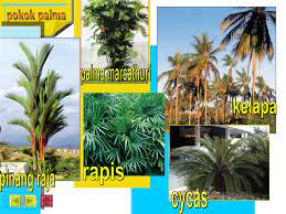 Maybe you would like to learn more about one of these? Modul 1 Tumbuhan Landskap