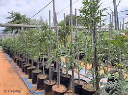 Image result for Ekebergia capensis