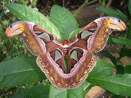 فراشة اتاكوس اطلس هي فراشة نادرة توحي لاعدائها بانها افعى Atlas Moth Large Moth Most Beautiful Butterfly