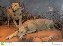 Entre marzo y diciembre de 1898 una pareja de leones mataron y devoraron a más de treinta trabajadores de las obras de construcción de un su historia ha dado lugar a varios libros y hasta tres películas en las que los llamados devoradores de hombres de tsavo aparecen como demonios. Leones Antropofagos De Maneless De Tsavo Imagen Editorial Imagen De Hombre Illinois 67105390