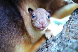 Image result for tree kangaroo