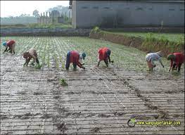 Puluhan tahun dahulu hanya bergantung kepada kekuatan kerbau, peralatan yang agak kuno serta kederat pesawah sendiri. Menanam Padi Dengan Teknik Tanju Tanam Maju
