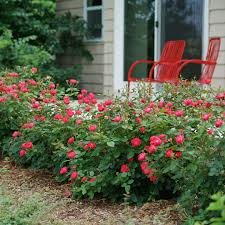Maybe you would like to learn more about one of these? Oso Easy Double Red Rose Spring Meadow Wholesale Liners Spring Meadow Nursery