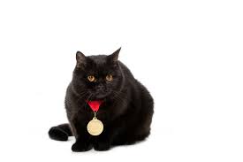 Foto E Imagen De Stock Sin Royalties De Estudio Disparo De Negro Britanico Taquigrafia Gato