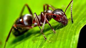 How To Kill Ants In Your Lawn Remove Ant Hills Prevent Them Returning