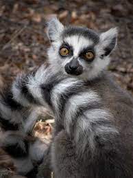 Juvenile Ring-tailed Lemur Beza Mahafaly Special Reserve Madagascarwildlife Photography Colors Of Nature Adorable Unbeli Lemur Jungle Animals Cute Animals