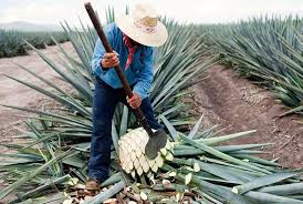With a cactus you want to make sure that it is extremely well drained, so that if it does get too much water it is able to drain out of wherever you are growing it. What Plant Does Tequila Come From Avas Flowers