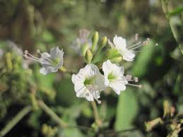Image result for Boerhavia repens