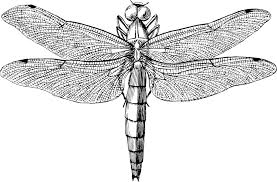 Antique Dragonfly - Openclipart