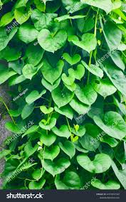 Image result for Menispermaceae