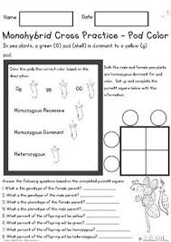 Maybe you would like to learn more about one of these? Monohybrid Cross Punnett Square Practice Pod Color By Pirateprincessmommy