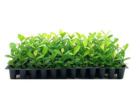 Image result for Ixora seretii