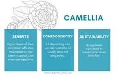 Camellia Seed Oil: A Timeless Elixir for Radiant Skin ...