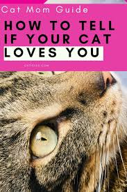 Feb 23, 2016 · if you've ever gone to sleep with a cat at your feet, there's a fairly good chance you've woken up with your face enveloped by a tummy of fur. Does My Cat Love Me If He Sleeps With Me Let S Find Out