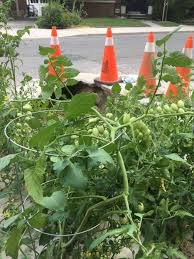 Maklumlah dok sibuk mengikuti perkembangan virus (novel corona virus) yang sedang melanda dunia sekarang ni. Tanam Pokok Tomato Elak Laluan Jalan Berlubang Terbaik Myinformasi