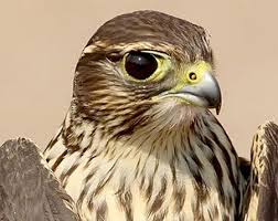 Merlin Small Fast Agile Bird Eating Falcon Merlin Merlin Bird Falcon