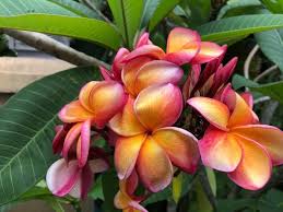 Plumeria Hibiscus Frangipani Plumeria