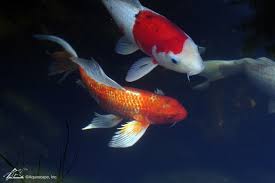 Cerca nel più grande indice di testi integrali mai esistito. Koi And Pond Fish Anatomy What You Need To Know Aquascape Inc