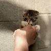 25.05.2015 · people share funny kitten pictures with their friends to make them smile and get adorable feedbacks. 1