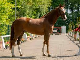 Maybe you would like to learn more about one of these? Bumblebee By Benicio Laurentianer Horse24