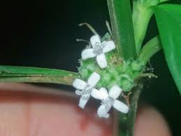 Image result for Spermacoce subvulgata