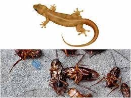 Do i have to sign a contract for your pest control services? 10 Best Ways To Get Rid Of Lizards And Cockroaches Boldsky Com