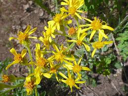 Image result for Senecio purpureus