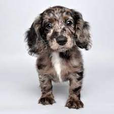 Doxie-poo Puppies Cute Dogs Cute Animals