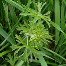 If you're unfamiliar with the plants' other identifying characteristics, how do you know which to choose? Leaf Identification