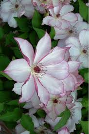 Check spelling or type a new query. Pin On Flowers Gardens And Butterflies