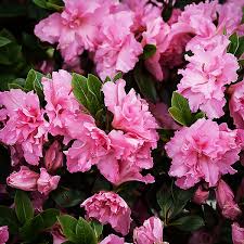 Another selling point is that it reblooms. Pink Double Bloom A Thon Azaleas For Sale Online The Tree Center
