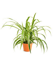 Image result for Chlorophytum comosum