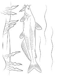 Download and print free catfish coloring pages to keep little hands occupied at home; Catfish Coloring Pages Download And Print Catfish Coloring Pages