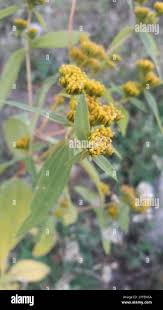 Image result for Flaveria bidentis