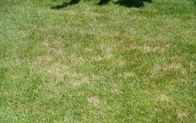 Lawn diseases and fungi can progress on a yard quickly, starting out as yellow, tan or brown spots in your yard before degrading into something worse, potentially even it's important to first determine how much patch pro you will need by measuring the square footage of the area you wish to treat. What Re Those Brown Patches In My Yard Securelawn Murfreesboro Tennessee