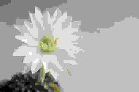 Soluzioni per la definizione *una pianta con i fiori gialli a grappolo* per le parole crociate e altri giochi enigmistici come codycross. Piante Grasse Fiorite Le Varieta Piu Belle Colorate E Facili Da Coltivare