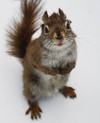 Image result for squirrel