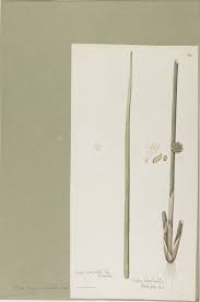 Image result for Schoenoplectiella articulata