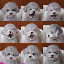 Search for other pet grooming in sidney on the real yellow pages®. All Pets Grooming Billings Mt The Y Guide
