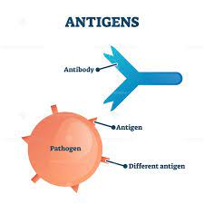 Free Antigens Vector Illustration Biology Lesson Plans Immunology Biology Lessons