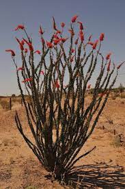 Maybe you would like to learn more about one of these? Ocotillo Plant I Want To Transplant One Of These Out Of The Arizona Desert Next Year Arizona Plants Ocotillo Plant Plants