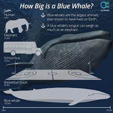 The Blue Whale Is Not Only The Largest Animal To Have Ever Existed On Earth It S Also The Loudest This Mammal S Low Frequency C Animal Planet Animal Tv Whale