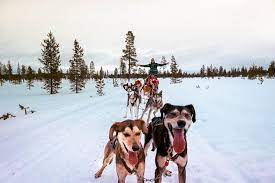 One who does something for the first time. Husky Safari In Lapland A First Timer S Guide Daily Travel Pill