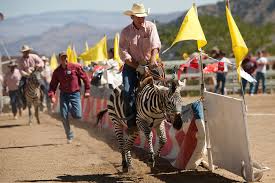 For a few years there were camel and ostrich races there. Winning By O Strich Keeley Kraft