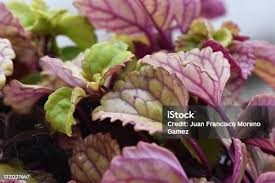 Image result for Plectranthus verticillatus